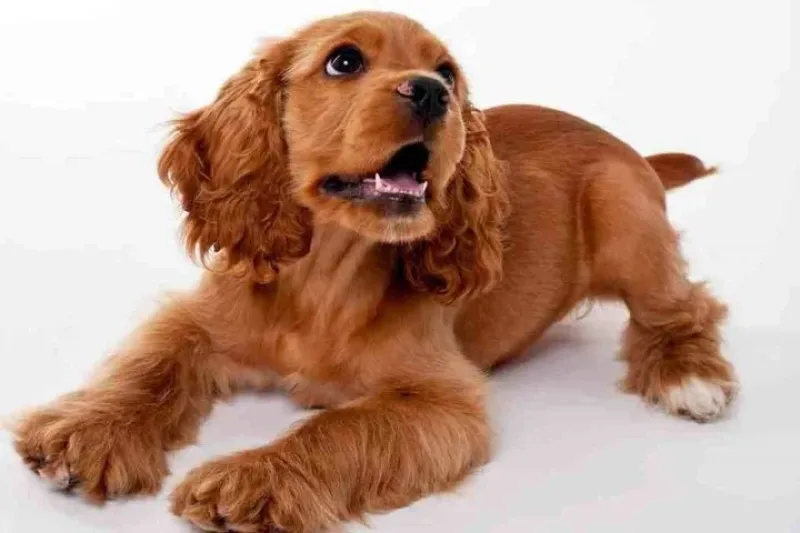 Un cachorro de Cocker.