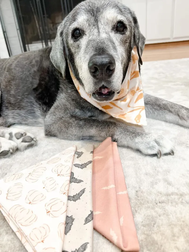 La canina disfrutó de algunos viajes y comió varias donas durante sus últimos meses de vida (Instagram DallasAnimalFoster)