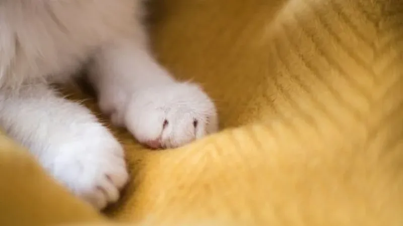 LOS GATOS PUEDEN USAR SUS PATAS PARA COMUNICARSE A TRAVÉS DE FEROMONAS.