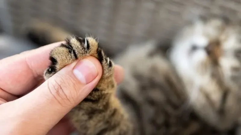 CUANDO LOS GATOS USAN DEMASIADO FUERTE SUS GARRAS AL AMASAR, PUEDE SER DOLOROSO.