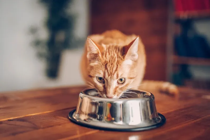 El estudio, coordinado por la Universidad Estatal de Ohio (EE.UU.), sugiere que las enrevesadas estructuras nasales de los felinos funcionan de forma similar a los cromatógrafos de gases en espiral paralelos (Getty)