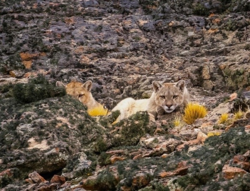Un fotógrafo especialista en imágenes de naturaleza estaba con Clarín en el grupo que divisó dos pumas en la estepa.