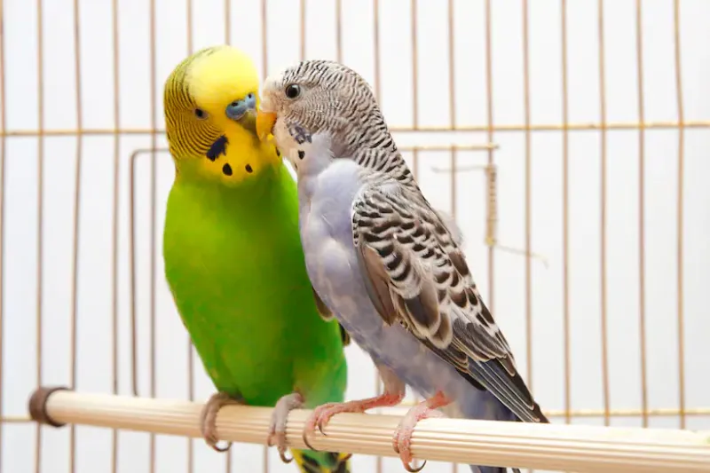 Entre algunos animales es común el contacto físico con sus ”amigos”