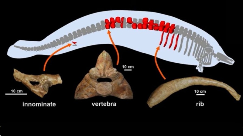 El hueso de cadera, las 13 vertebras y las 4 costillas encontradas del Perusetus colossus.