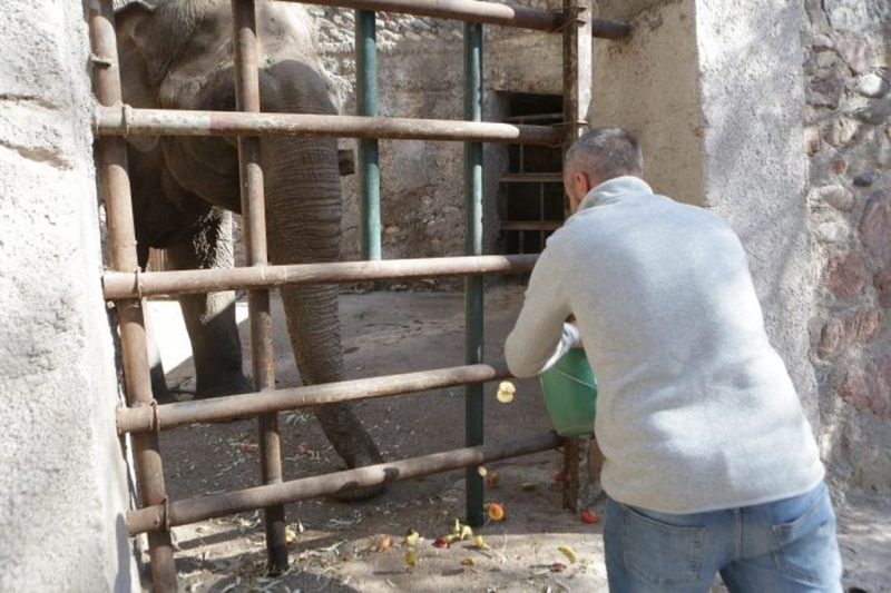 Tamy, el último elefante en Argentina que espera ser trasladado de Mendoza al Santuario de Brasil. Foto: Gobierno de Mendoza