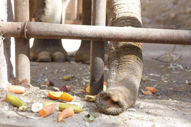 Tamy, el último elefante en Argentina que espera ser trasladado de Mendoza al Santuario de Brasil. Foto: Gobierno de Mendoza