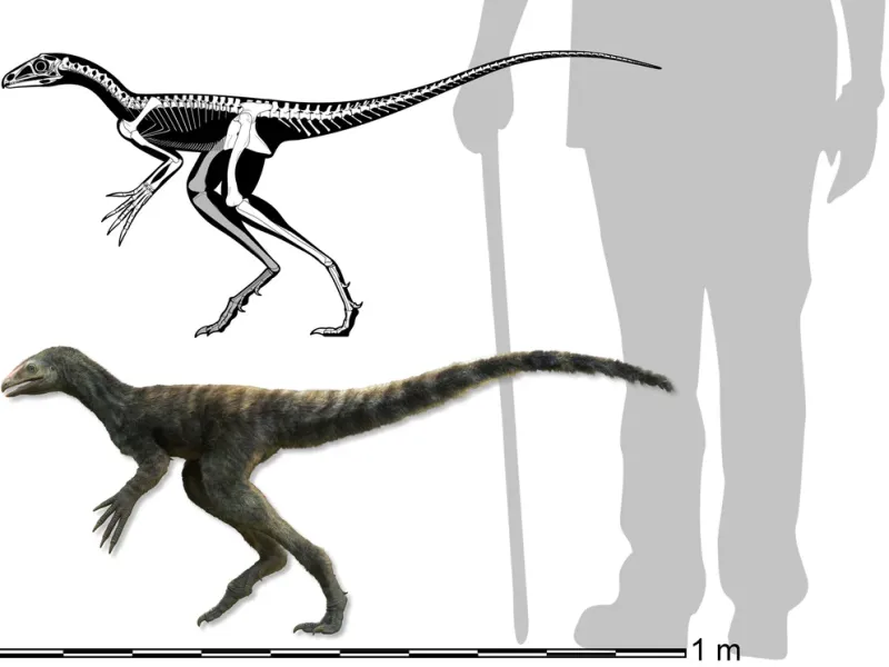 Cómo era el Venetoraptor en tamaño con respecto a los humanos de hoy. Vivió hace 230 millones de años, cuando los humanos aún no existían/ Caio Fantini