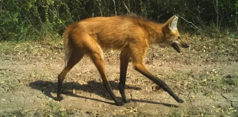 El ejemplar visto en La Pampa. Es el más grande de los zorros sudamericanos (Twitter).