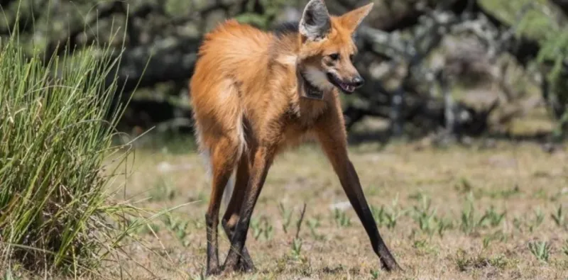 El ejemplar visto en La Pampa. Para los tobas y mocovíes es un animal sagrado (Twitter).