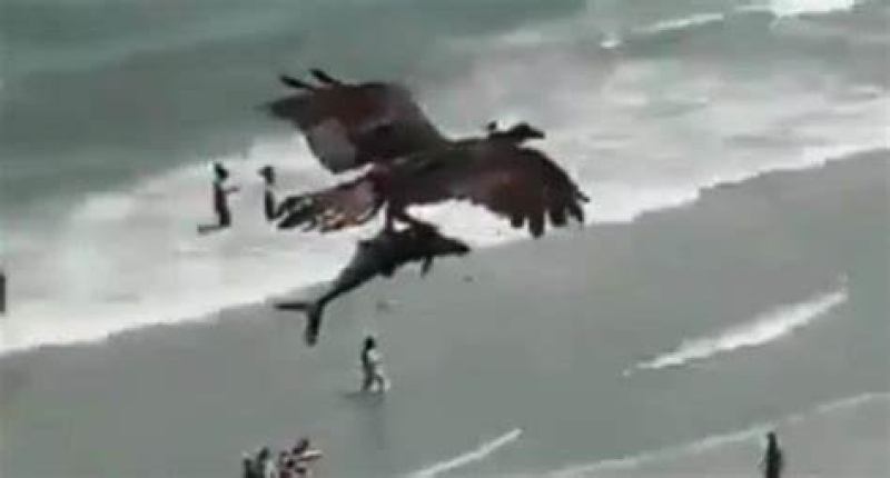 Varios usuarios sospechan que la especie capturada es un pequeño delfín (Captura video).