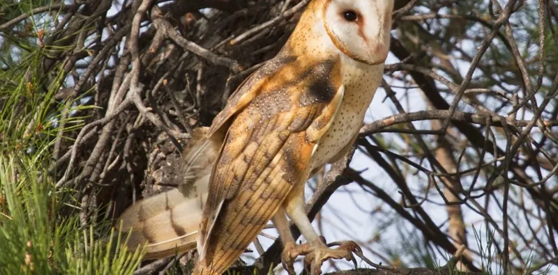 Uno de los nidos de lechuza que instalarán en lugares estratégicos para que las aves se reproduzcan