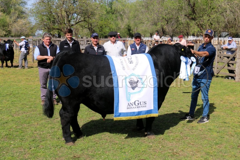 El Gran Campeón ANgus fue de la cabaña 23 de noviembre