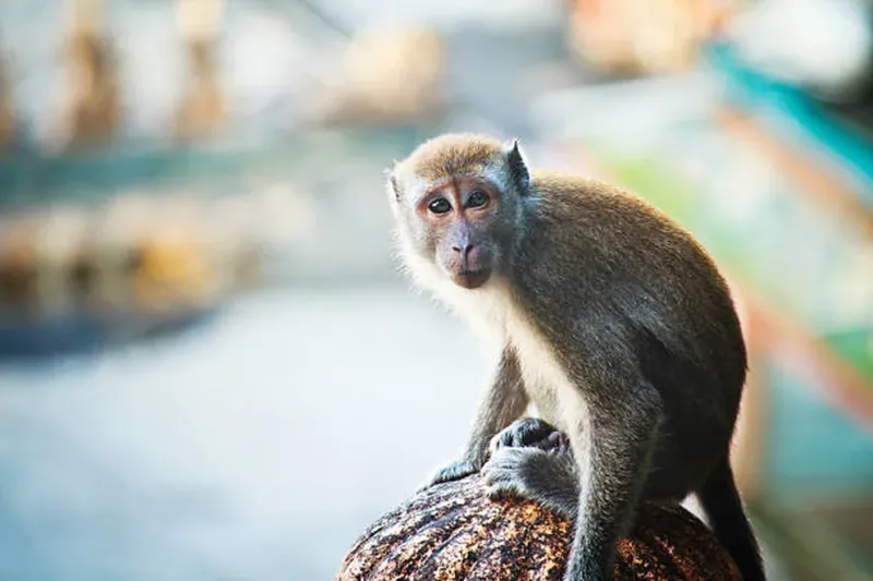 Un mono sobrevive dos años tras un trasplante de riñón de cerdo editado genéticamente