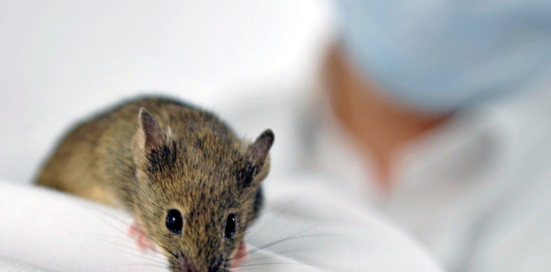   El estudio por ahora incluyó sólo a ratones de laboratorio.