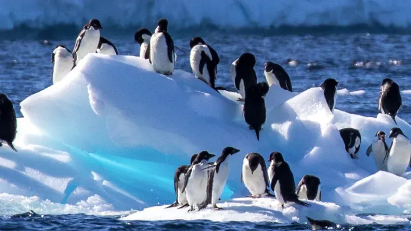 Un estudio pionero subraya el papel fundamental que desempeña el hielo marino estacional antártico en los periodos anuales de muda de los pingüinos Adelia.