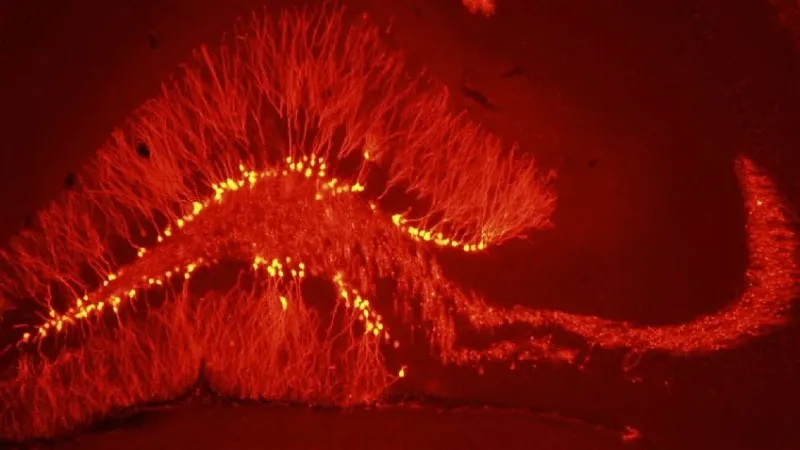 Imagen de neuronas nuevas en el giro dentado del hipocampo del cerebro adulto. Foto: Verónica C. Piatti