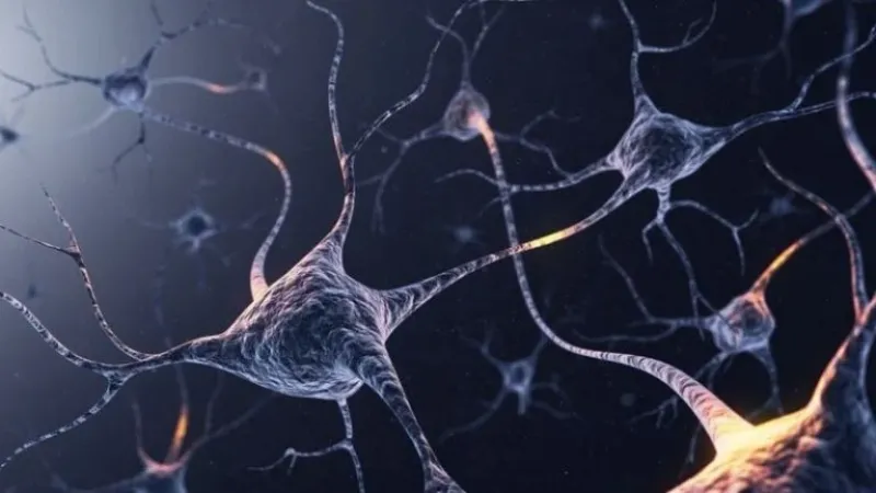  Las neuronas recién formadas pueden adaptarse a las novedades que se les presenten.