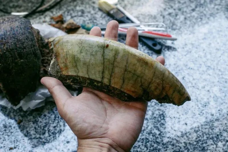 El diente de Toxodon hallado por un joven marplatense mientras caminaba por la playa