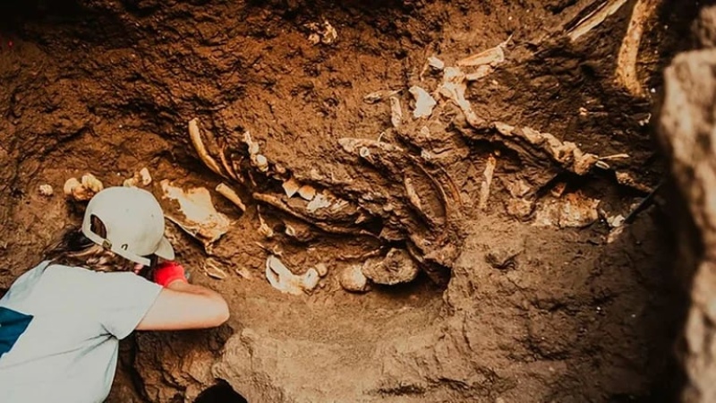 Una mujer buscaba caracoles en la playa y encontró restos fósiles de más de 5 millones de años