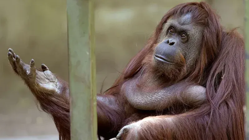  La orangutana Sandra fue trasladada a un santuario de la especie gracias a la figura de victima de la Ley 14.346. La Sala II de la Cámara Federal de Casación Penal estableció que es un sujeto no humano titular de derechos y entendió que ”dejó de ser un o