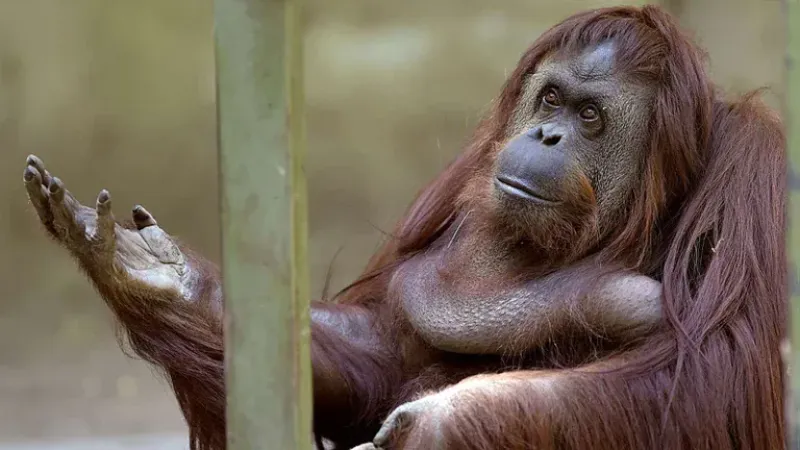  La orangutana Sandra fue trasladada a un santuario de la especie gracias a la figura de victima de la Ley 14.346. La Sala II de la Cámara Federal de Casación Penal estableció que es un sujeto no humano titular de derechos y entendió que ”dejó de ser un o