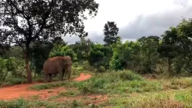  La elefanta Mara luego de ser liberada en el Santuario de Elefantes de Brasil. Su caso conmovió al mundo (SEB)