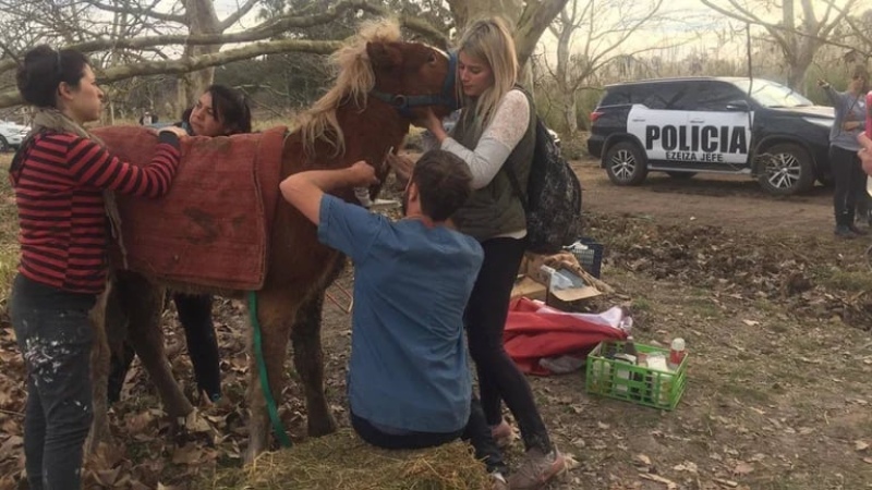  El Centro de Rescate y Rehabilitación Equino trabajó desde el allanamiento para recuperar la salud de los caballos (CRRE)