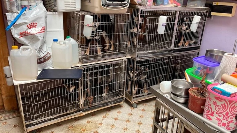 Un allanamiento en un criadero clandestino: los animales estaban en jaulas y hacinados