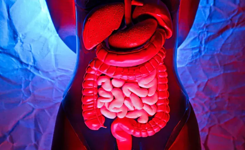  ”El intestino funciona como un filtro o barrera para controlar lo que se absorbe en la sangre, y un intestino permeable puede generar una cascada de problemas de salud”, sostuvo el experto (Imagen Ilustrativa Infobae)