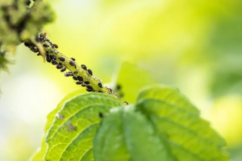  El verano se pone difícil muchas veces por la presencia de los insectos, pero nosotros tenemos la solución a eso. Foto:Shutterstock