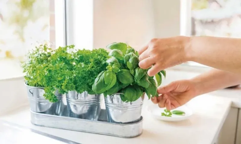  Varias plantas de albahaca harán una gran diferencia en tu hogar. Foto:Shutterstock
