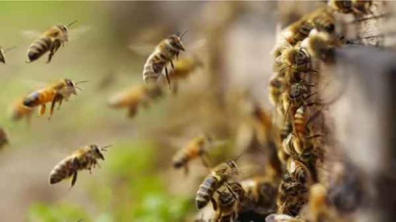 Un hombre murió en Corrientes picado por un enjambre de abejas (Foto de archivo)