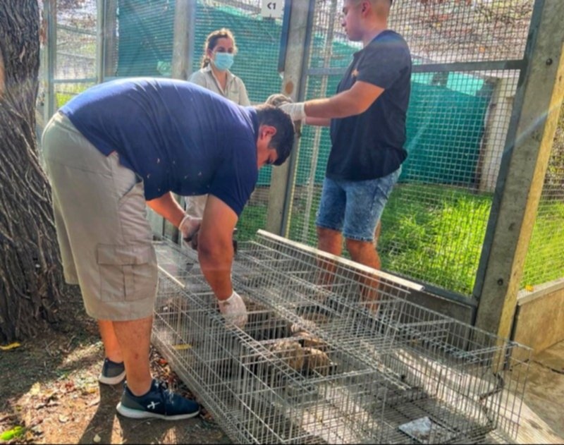 Trasladaron casi 200 tortugas secuestradas en Tres Arroyos