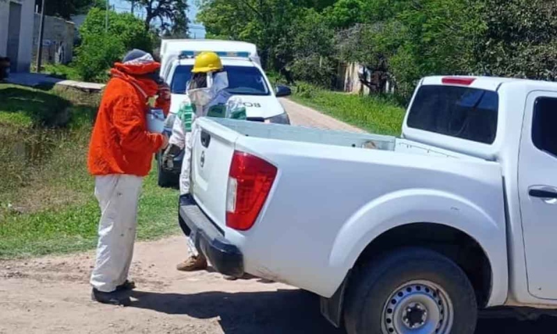 Insólito accidente: Un enjambre de abejas de mató luego de haber chocado su auto