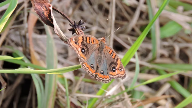 Mariposa Junonia genoveva. Foto: Club de observadores de mariposa