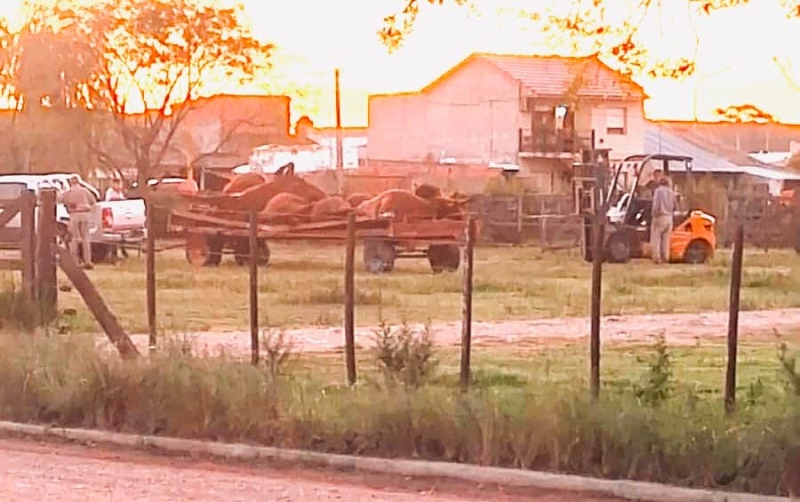 Tres Arroyos: mueren 15 vacas preñadas en la Sociedad Rural