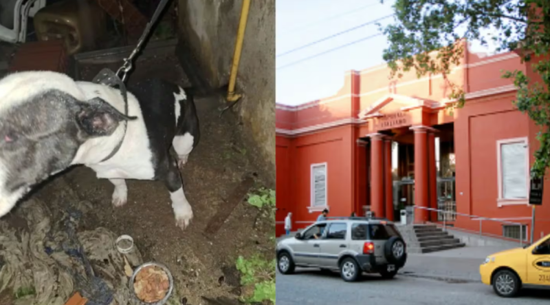 El hombre aseguró que fue su perro quien le produjo la amputación de los genitales.