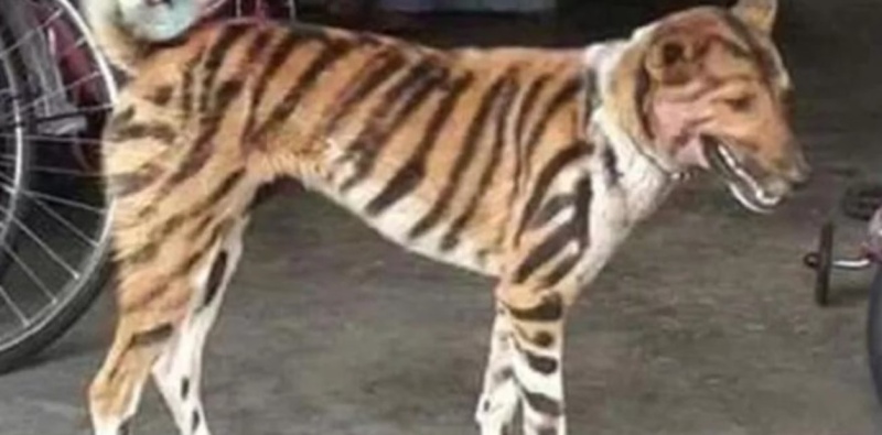 El perro imitación tigre. Con eso mantiene a raya a los monos.El perro imitación tigre. Con eso mantiene a raya a los monos