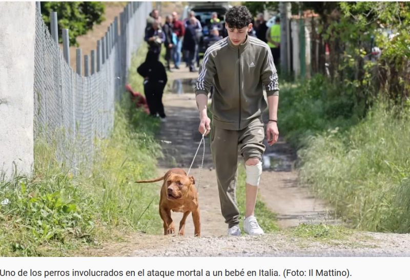 Conmoción en Italia: dos pitbulls mataron a un bebé de 13 meses e hirieron a la madre que quiso rescatarlo