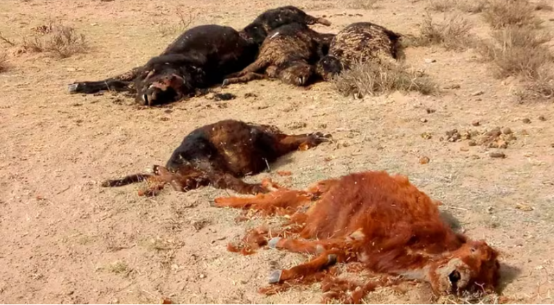 Sequía extrema en La Pampa: más de 5400 animales murieron por la escasez de agua